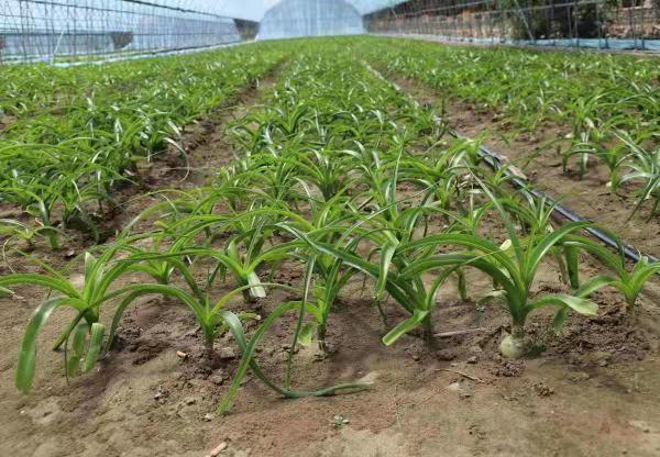 1626481380892074.jpg bf55e6bb4bbb6f18cc93ba3043bb81c.jpg